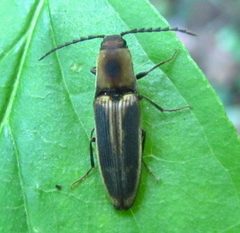 Megapenthes limbalis by no rights reserved, uploaded by Ken Kneidel. Used under a CC0 license.