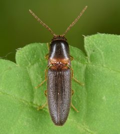 Megapenthes rufilabris by (c) skitterbug, some rights reserved (CC BY), uploaded by skitterbug. Used under a CC-BY license.