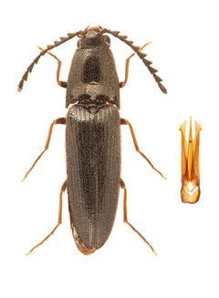 Megapenthes solitarius by no rights reserved, uploaded by Nick Bédard. Used under a CC0 license.