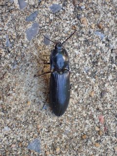 Melanactes morio by (c) John P Friel, some rights reserved (CC BY), uploaded by John P Friel. Used under a CC-BY license.