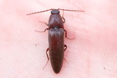 Melanotus castanipes by (c) Owen Strickland, some rights reserved (CC BY), uploaded by Owen Strickland. Used under a CC-BY license.