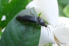 Melanotus cribricollis by (c) Wang.QG, some rights reserved (CC BY), uploaded by Wang.QG. Used under a CC-BY license.