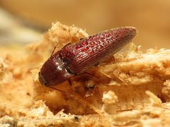 Melanotus by (c) Katja Schulz, some rights reserved (CC BY). Used under a CC-BY license.