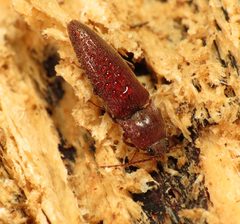 Melanotus by (c) Katja Schulz, some rights reserved (CC BY). Used under a CC-BY license.