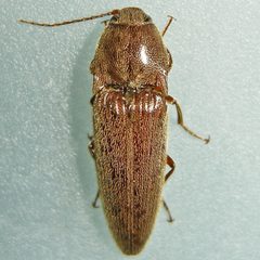 Melanotus by (c) Bill Keim, some rights reserved (CC BY). Used under a CC-BY license.