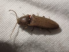 Melanotus longulus oregonensis by no rights reserved, uploaded by Ellyne Geurts. Used under a CC0 license.