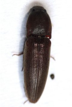 Melanotus opacicollis by (c) Andrew Meeds, some rights reserved (CC BY), uploaded by Andrew Meeds. Used under a CC-BY license.
