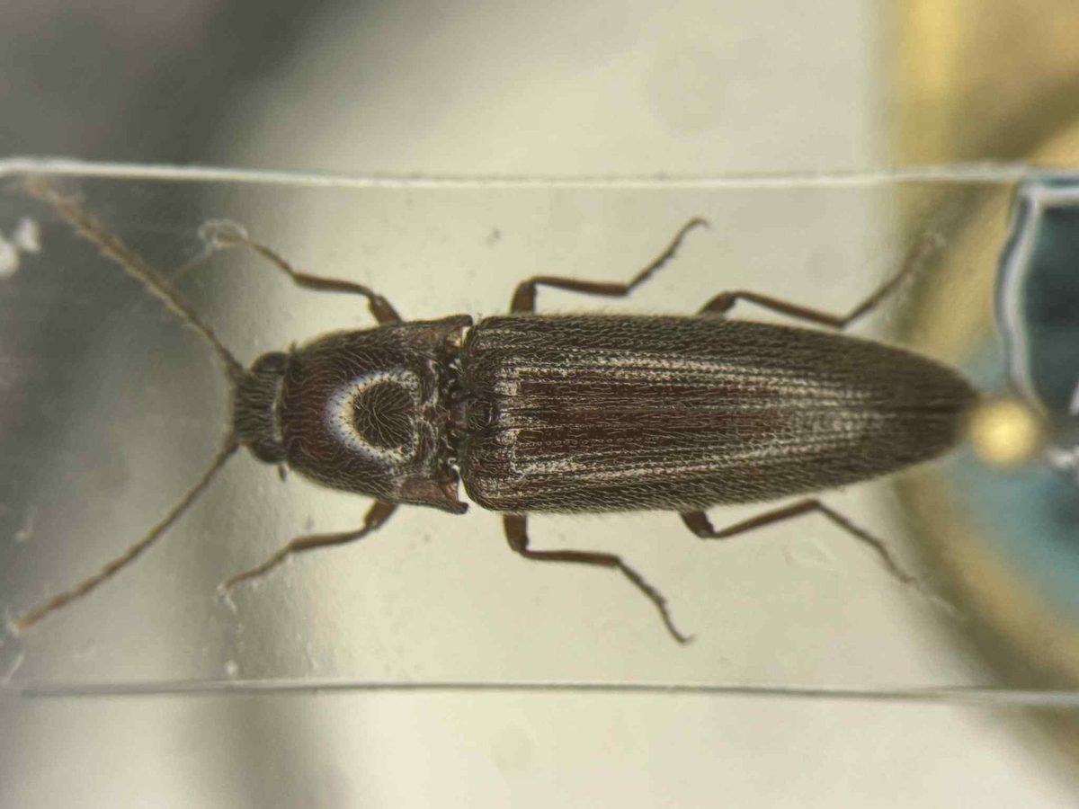 melanotes Melanotis Melanotus (click beetles (insect genus)):