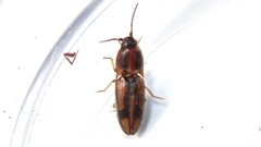 Monocrepidius auritus by (c) Dan MacNeal, some rights reserved (CC BY), uploaded by Dan MacNeal. Used under a CC-BY license.