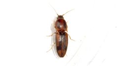 Monocrepidius auritus by (c) Dan MacNeal, some rights reserved (CC BY), uploaded by Dan MacNeal. Used under a CC-BY license.