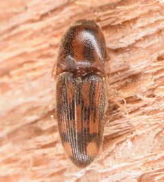 Monocrepidius bellus by (c) skitterbug, some rights reserved (CC BY), uploaded by skitterbug. Used under a CC-BY license.
