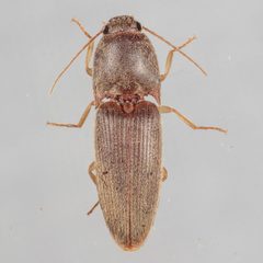Monocrepidius exsul by (c) Victor Engel, some rights reserved (CC BY), uploaded by Victor Engel. Used under a CC-BY license.