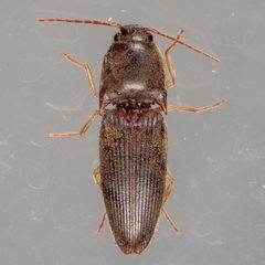 Monocrepidius exsul by (c) Victor Engel, some rights reserved (CC BY), uploaded by Victor Engel. Used under a CC-BY license.