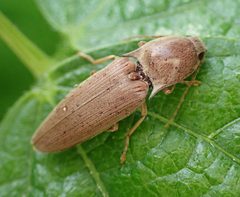 Monocrepidius lividus by (c) Cole Shoemaker, some rights reserved (CC BY), uploaded by Cole Shoemaker. Used under a CC-BY license.