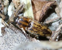 Monocrepidius pictus by (c) Even Dankowicz, some rights reserved (CC BY), uploaded by Even Dankowicz. Used under a CC-BY license.