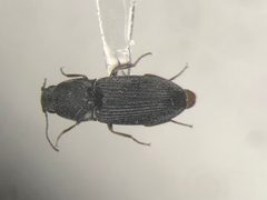 Negastrius atrosus by no rights reserved, uploaded by Nick Bédard. Used under a CC0 license.