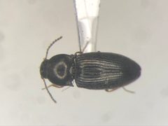 Neohypdonus tumescens by no rights reserved, uploaded by Nick Bédard. Used under a CC0 license.