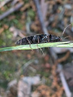 Neopristilophus aethiops by (c) Martin Kalfatovic, some rights reserved (CC BY), uploaded by Martin Kalfatovic. Used under a CC-BY license.