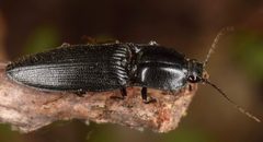 Neopristilophus aethiops by (c) skitterbug, some rights reserved (CC BY), uploaded by skitterbug. Used under a CC-BY license.