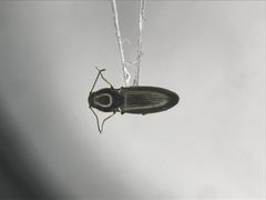 Oedostethus femoralis by no rights reserved, uploaded by Nick Bédard. Used under a CC0 license.