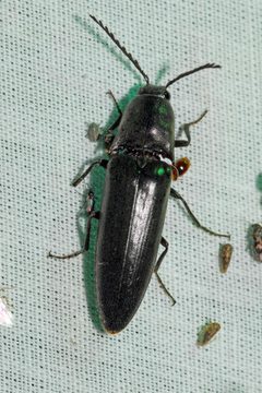 Orthostethus pectinicornis by (c) Tom Kennedy, some rights reserved (CC BY), uploaded by Tom Kennedy. Used under a CC-BY license.