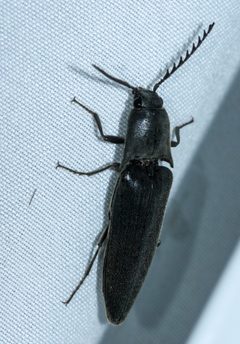 Orthostethus pectinicornis by (c) Andrew Meeds, some rights reserved (CC BY), uploaded by Andrew Meeds. Used under a CC-BY license.