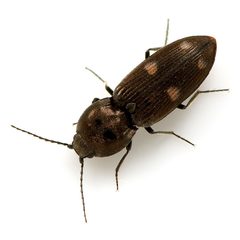 Paracardiophorus fenestratus by (c) Koji Shiraiwa, some rights reserved (CC BY), uploaded by Koji Shiraiwa. Used under a CC-BY license.
