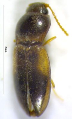 Paradonus beckeri by no rights reserved, uploaded by Adam Kranz. Used under a CC0 license.