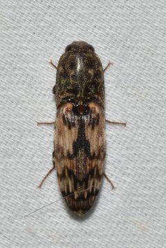Pherhimius fascicularis by no rights reserved, uploaded by Chrissy McClarren and Andy Reago. Used under a CC0 license.