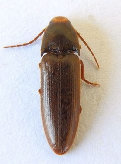 Physorhinus fusculus by (c) jimeckert49, some rights reserved (CC BY). Used under a CC-BY license.
