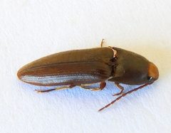 Physorhinus fusculus by (c) jimeckert49, some rights reserved (CC BY). Used under a CC-BY license.
