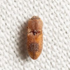 Rismethus scobinula by (c) Justin Williams, some rights reserved (CC BY), uploaded by Justin Williams. Used under a CC-BY license.