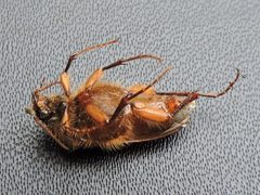 Scaptolenus lecontei by (c) Sam Kieschnick, some rights reserved (CC BY), uploaded by Sam Kieschnick. Used under a CC-BY license.