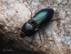 Selatosomus aeripennis by (c) Thilina Hettiarachchi, some rights reserved (CC BY), uploaded by Thilina Hettiarachchi. Used under a CC-BY license.