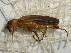Selonodon mandibularis by (c) Arturo Santos, some rights reserved (CC BY), uploaded by Arturo Santos. Used under a CC-BY license.
