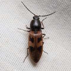 Stropenron nigricollis by (c) Ken-ichi Ueda, some rights reserved (CC BY), uploaded by Ken-ichi Ueda. Used under a CC-BY license.