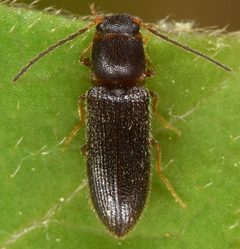 Tetralimonius nimbatus by (c) skitterbug, some rights reserved (CC BY), uploaded by skitterbug. Used under a CC-BY license.