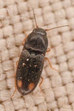 Zorochros caurinus by (c) Trevor Van Loon, some rights reserved (CC BY), uploaded by Trevor Van Loon. Used under a CC-BY license.