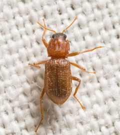 Hexacylloepus ferrugineus by (c) Justin Williams, some rights reserved (CC BY), uploaded by Justin Williams. Used under a CC-BY license.