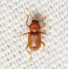 Hexacylloepus ferrugineus by (c) Justin Williams, some rights reserved (CC BY), uploaded by Justin Williams. Used under a CC-BY license.