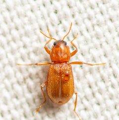 Hexacylloepus ferrugineus by (c) Justin Williams, some rights reserved (CC BY), uploaded by Justin Williams. Used under a CC-BY license.
