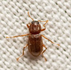 Hexacylloepus ferrugineus by (c) Justin Williams, some rights reserved (CC BY), uploaded by Justin Williams. Used under a CC-BY license.