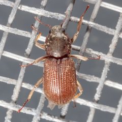 Hexacylloepus by (c) Victor Engel, some rights reserved (CC BY), uploaded by Victor Engel. Used under a CC-BY license.