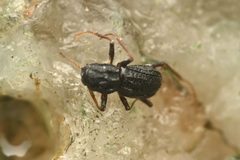 Microcylloepus formicoideus by (c) Trevor Van Loon, some rights reserved (CC BY), uploaded by Trevor Van Loon. Used under a CC-BY license.