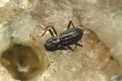 Microcylloepus formicoideus by (c) Trevor Van Loon, some rights reserved (CC BY), uploaded by Trevor Van Loon. Used under a CC-BY license.