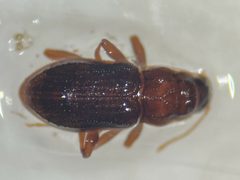 Microcylloepus pusillus by (c) Matthew Pintar, some rights reserved (CC BY), uploaded by Matthew Pintar. Used under a CC-BY license.