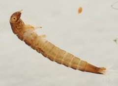 Microcylloepus pusillus by (c) Joseph Aubert, some rights reserved (CC BY), uploaded by Joseph Aubert. Used under a CC-BY license.