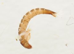 Microcylloepus pusillus by (c) Joseph Aubert, some rights reserved (CC BY), uploaded by Joseph Aubert. Used under a CC-BY license.