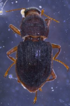 Microcylloepus pusillus by (c) Joseph Aubert, some rights reserved (CC BY), uploaded by Joseph Aubert. Used under a CC-BY license.