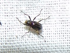 Macronychus glabratus by (c) Gordon C. Snelling, some rights reserved (CC BY), uploaded by Gordon C. Snelling. Used under a CC-BY license.